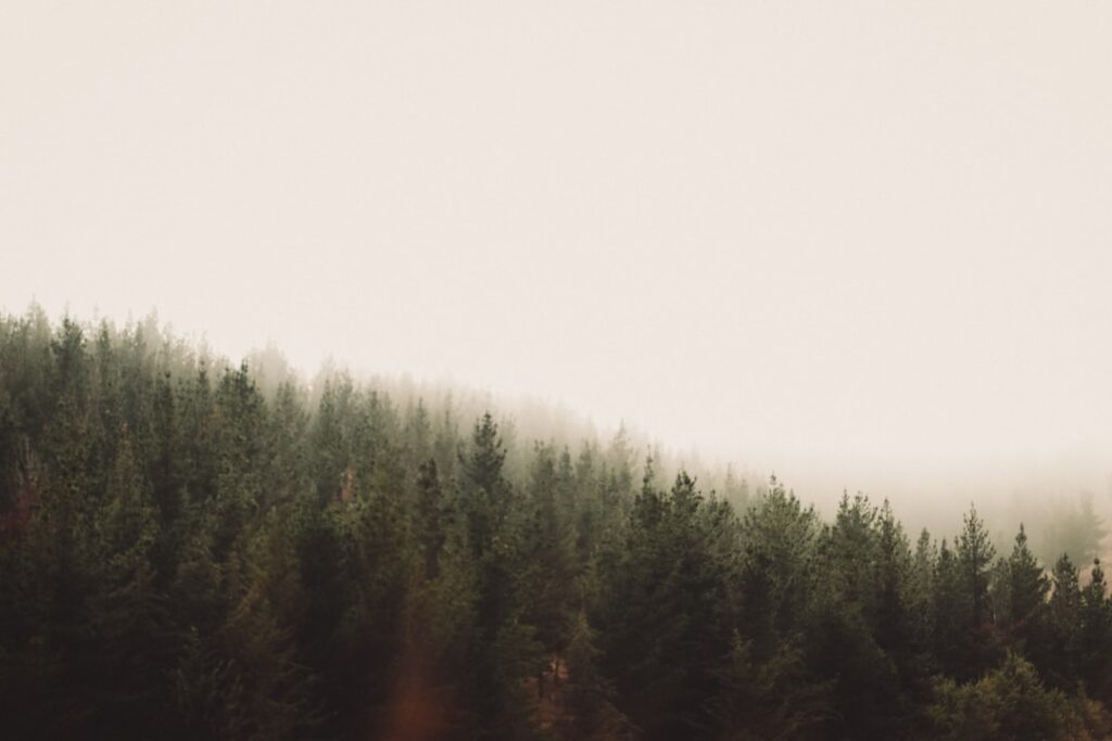 Quiet green forest evoking prayer, nature, and contemplation